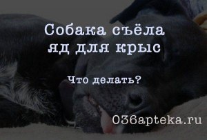 Собака съела отравленную крысу. Что делать?