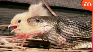 Может ли курица съесть ужа? Или змею?