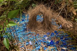 Какие предметы, которыми шалашник украшает свое гнездо, опасны для птицы?