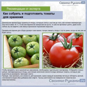 Выдержат ли томаты временное похолодание в теплице?