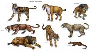 Как называется общий предок кошек и собак. Что известно о вымершем хищнике?