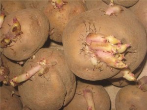 Нужно ли обрывать ростки у картофеля перед посадкой?