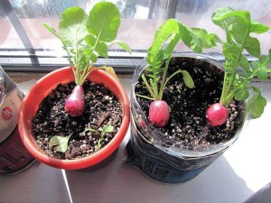Как вырастить редис на окне?