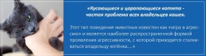 Домашний кот часто кусает хозяйку за руку. Почему?