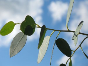 Какие растения могут поворачивать свои листья ребром к солнцу?