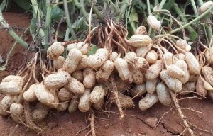 Как растет арахис на даче?