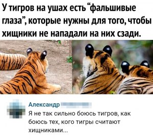 Что или чего боятся тигры?