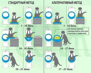 Как приучить котенка к лотку, если он в прошлой семье ходил в подполье?