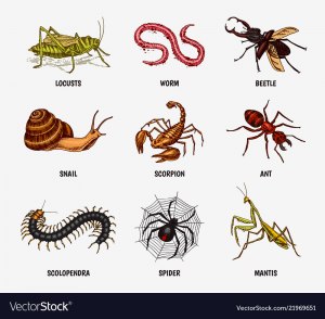 Как расположить по увеличению ног: муравей, заяц, паук, сколопендра?