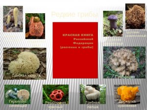 Где посмотреть все краснокнижные грибы России?