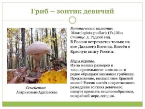 Входит ли гриб Зонтик девичий в Красную книгу России?