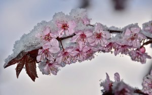 Почему когда цветет сакура, холодно как зимой?