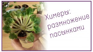 Как лучше размножить сенполию химеру? Варианты размножения фиалок химер?