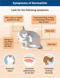 Бывает ли у кошек аллергия как у людей, и чем она вызывается?