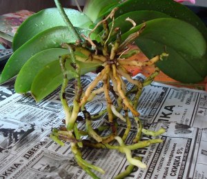 Что делать, если у орхидеи фаленопсис появились желтые корни в горшке?