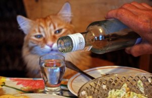 Почему некоторые хозяева дают пить спиртное своему коту ради забавы?