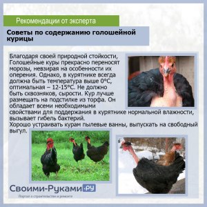 Какие особенности содержания кур породы голошея, как переносят зимы?