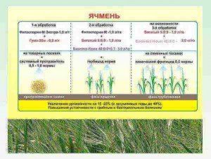 На какую глубину сеять пшеницу или ячмень?