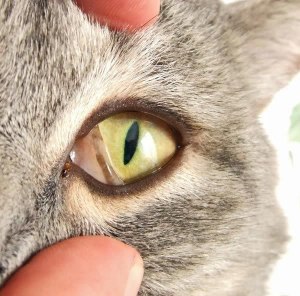 Третье веко закрывает кошке глаз, что делать?
