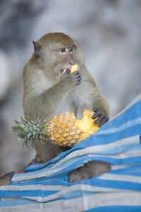 Едят ли ананасы обезьяны?