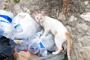 Почему во Франции на мусорниках так много крыс? Есть ли бездомные коты?