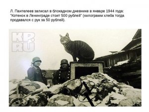 С какой целью в блокадный Ленинград завезли тысячи кошачьих?