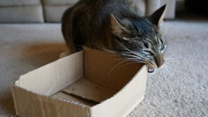 Почему кошка грызет картонную коробку и бумагу?