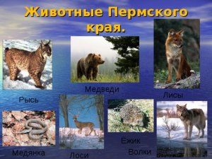 Какие животные обитают в Пермском крае?