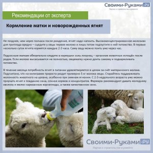 Что делать, если овца не кормит своих ягнят (отгоняет их)?