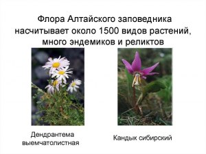 Какие растения охраняются в Алтайском заповеднике?