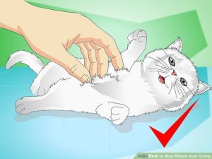 Как успокоить кошку?
