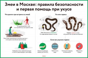 Ради чего люди дома держат ядовитых змей, ведь это опасно для жизни?