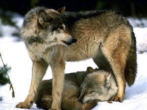 Почему надо помнить, что в любой собаке может проснуться волк?
