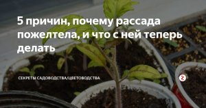 У рассады помидоров желтеют семядольные листочки. Почему и что делать?