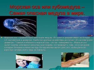 Что такое кубомедуза ? Где водится ? Чем опасна?