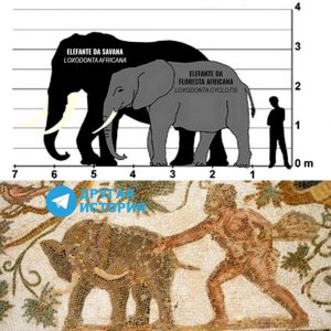 Какая метаморфоза произошла с африканскими слонами за последнее столетие?