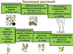 Эволюция это факт, если появляются новые разновидности растений и животных?