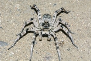 В каком месте в Забайкалье могут обитать тарантулы?