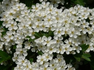 Какие растения цветут белым цветом?