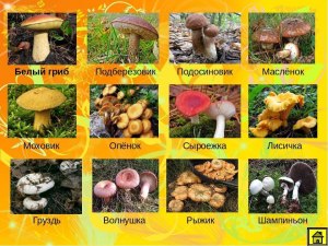 Какие грибы называют валушками?