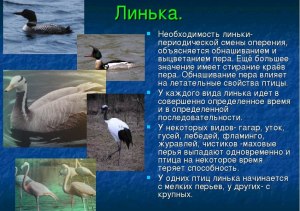 Какие дикие птицы утрачивают способность летать во время линьки, надолго?