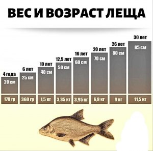 Какой максимальный вес может быть у рыбы лещ?