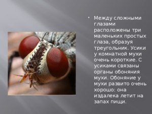 Есть ли обоняние у мух?