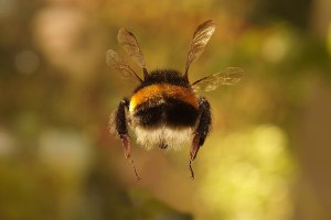 Какое время года для природы, если начали активно летать пчелки, 16 апреля?