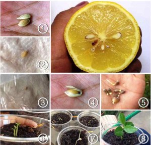 Примерно сколько лет надо выращивать лимонное дерево и как?