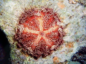 Морские звезды: какие разновидности по цвету обитают в Красном море?
