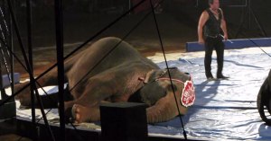 Спаривают ли цирковых животных с зоопарковыми?