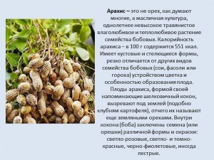 Как называются плоды земляного ореха, распространенного по всему миру?