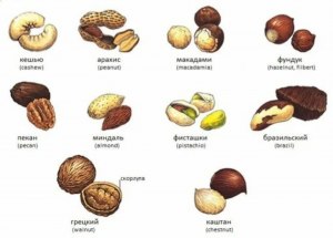 Разновидность какого из орехов называют фундуком: мускатного, грецкого ...?