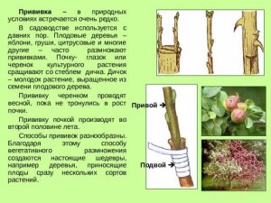 Когда в Москву прилетят соловьи, когда начнут петь?